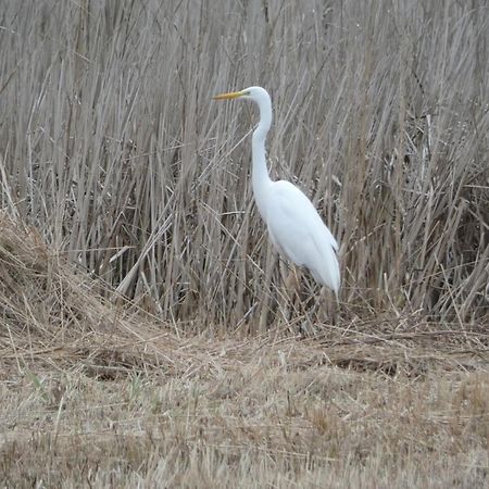 B&B De Zilverreiger Belt-Schutsloot Bagian luar foto
