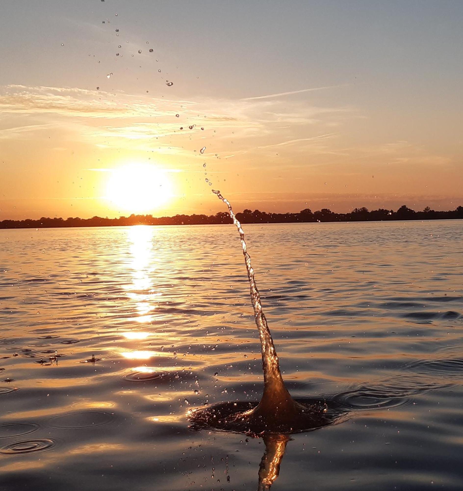 B&B De Zilverreiger Belt-Schutsloot Bagian luar foto