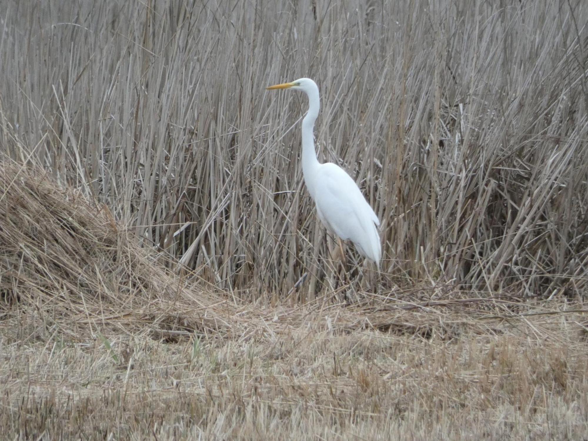 B&B De Zilverreiger Belt-Schutsloot Bagian luar foto